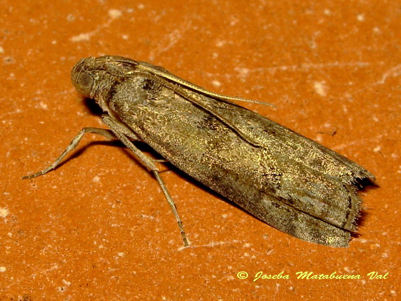 Pyralidae da id.: Apomyelois ceratoniae - Pyralidae  (Cfr)